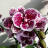 Орхидея Phalaenopsis Big Lip, midi 