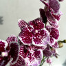 Орхидея Phalaenopsis Big Lip, midi 
