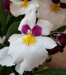 Орхидея Miltoniopsis Herr Alexander (отцвел, РЕАНИМАШКА)