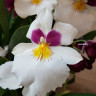 Орхидея Miltoniopsis Herr Alexander (отцвел, РЕАНИМАШКА*)