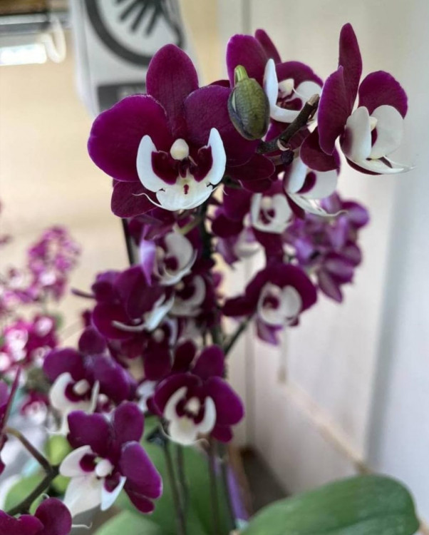 Орхидея Phalaenopsis Big Lip, midi (отцвел)