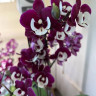 Орхидея Phalaenopsis Big Lip, midi (отцвел)