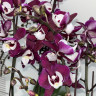 Орхидея Phalaenopsis Big Lip, midi (отцвел)
