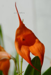 Орхидея Masdevallia 