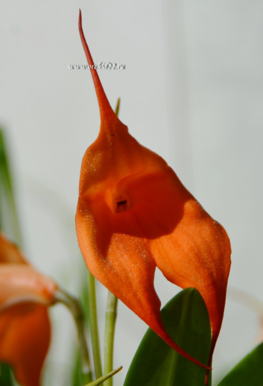 Орхидея Masdevallia 