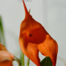 DSC_8963ag.JPG
