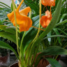 Орхидея Masdevallia 