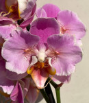 Орхидея Phal. Peach Blossom peloric (отцвел, РЕАНИМАШКА)