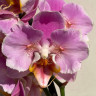 Орхидея Phal. Peach Blossom peloric (отцвел, РЕАНИМАШКА)