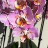 Орхидея Phal. Peach Blossom peloric (отцвел, РЕАНИМАШКА)