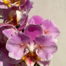 Орхидея Phal. Peach Blossom peloric (отцвел, РЕАНИМАШКА)