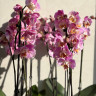 Орхидея Phal. Peach Blossom peloric (отцвел, РЕАНИМАШКА)