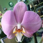 Орхидея Phalaenopsis Padova (отцвел)