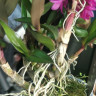 Орхидея Dendrobium Hibiki 