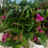 Орхидея Dendrobium Hibiki 
