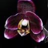 Орхидея Dtps. Black Butterfly (отцвел)