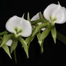 Орхидея Angraecum eburneum (отцвёл)  