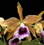 Орхидея Laelia tenebrosa  (отцвела) 