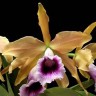 Орхидея Laelia tenebrosa  (отцвела) 