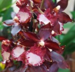 Орхидея Colmanara