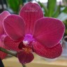 Орхидея Phalaenopsis Sogo Elegance (отцвёл)