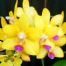 Орхидея Phalaenopsis Happy Fang Sir (еще не цвел)  
