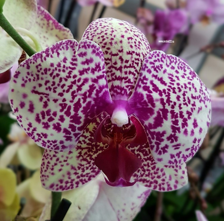 Орхидея Phalaenopsis Yolo 