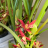 Орхидея Maxillaria tenuifolia 