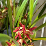Орхидея Maxillaria tenuifolia 