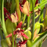 Орхидея Maxillaria tenuifolia 