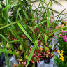 Орхидея Maxillaria tenuifolia 