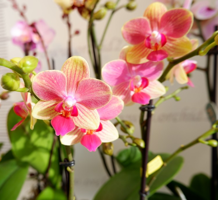 Орхидея саммер сонг фото и описание сорта