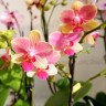 Орхидея Phalaenopsis Summer Song, multiflora 