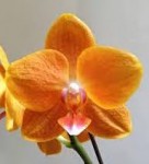 Орхидея Phalaenopsis KS Pride 'Golden Diamond' (отцвел)    