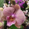 Орхидея Phalaenopsis, Big Lip (отцвел)
