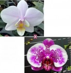 Орхидея Phal. Pinlong Cheris x phal. I-Hsin Stacy (еще не цвёл)  