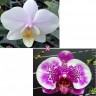 Орхидея Phal. Pinlong Cheris x phal. I-Hsin Stacy (еще не цвёл, РЕАНИМАШКА)  