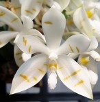 Орхидея Phalaenopsis tetraspis 'Mr. Huang' x sib (еще не цвёл) 