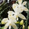 Орхидея Phalaenopsis tetraspis 'Mr. Huang' x sib (еще не цвёл) 