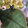 Орхидея Phalaenopsis Yellow Chocolate, multiflora (отцвел)