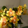 Орхидея Phalaenopsis Yellow Chocolate, multiflora (отцвел)