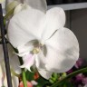 Орхидея Phalaenopsis Manta Mindoro, Big Lip (отцвел)