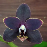 Орхидея Phalaenopsis Сhiada Stacy '607' (отцвел)