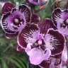 Орхидея Phalaenopsis Big Lip      