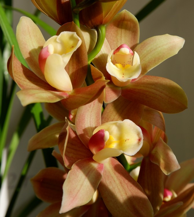 Орхидея Cymbidium (отцвел, РЕАНИМАШКА)