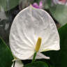 Anthurium Karma White  