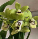 Орхидея Promenaea hybrid (отцвела) 