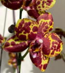 Орхидея Phalaenopsis GW Green World 'Snakeskin' 