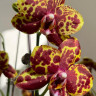 Орхидея Phalaenopsis GW Green World 'Snakeskin' 