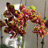 Орхидея Phalaenopsis GW Green World 'Snakeskin' 